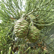 Giant Sequoia Seeds, Herbal