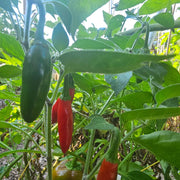 Mix Serrano Chilli Pepper Seeds