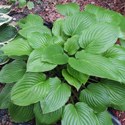 Shade Garden Hosta Seeds - Flower Plant