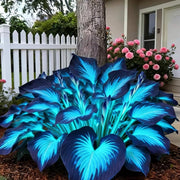 Shade Garden Hosta Seeds