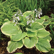 Shade Garden Hosta Seeds