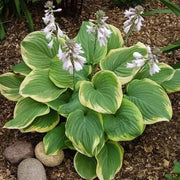 Shade Garden Hosta Seeds