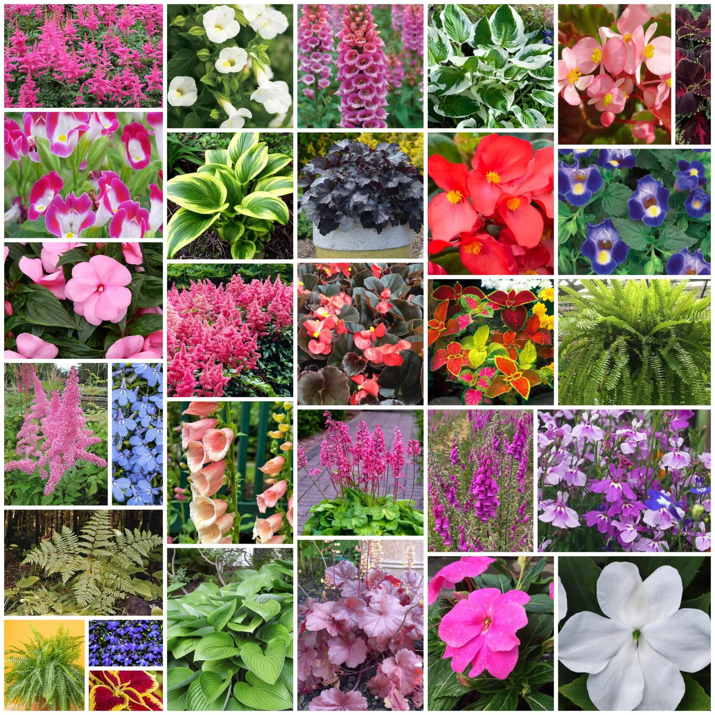 Shade Garden Mix Seeds