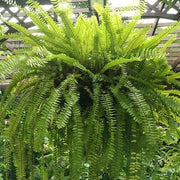 Shade Garden Mix Seeds