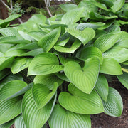 Shade Garden Mix Seeds