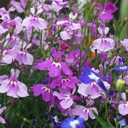 Shade Garden Mix Seeds