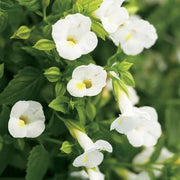 Shade Garden Mix Seeds