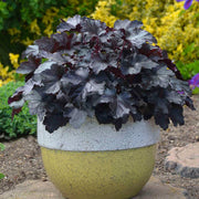 Shade Garden Mix Seeds