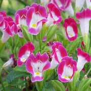Shade Garden Mix Seeds