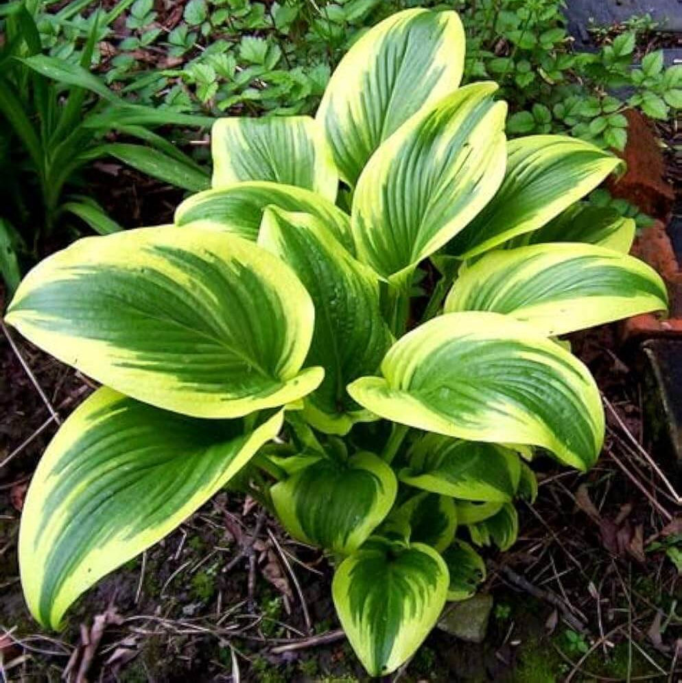 Shade Garden Mix Seeds