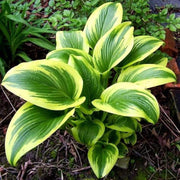 Shade Garden Mix Seeds
