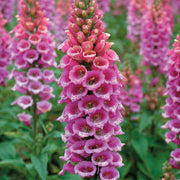 Shade Garden Mix Seeds
