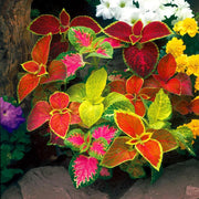 Shade Garden Mix Seeds