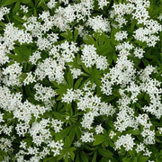 Shade Ground Cover Plants Seeds - Herbal Plant
