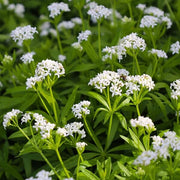 Shade Ground Cover Plants Seeds - Herbal Plant