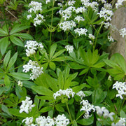 Shade Ground Cover Plants Seeds - Herbal Plant