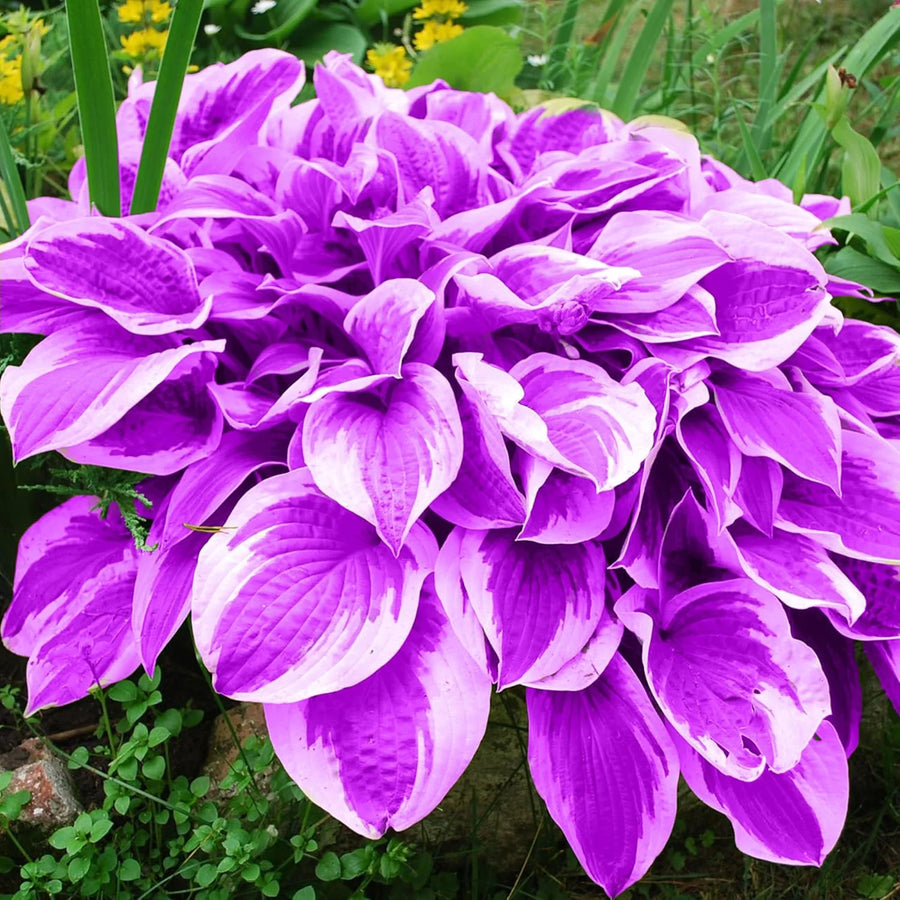 Hosta Seeds – Hosta spp.