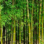 Shade Tolerant Bamboo Seeds - Ornamental Bamboo Landscape Seeds