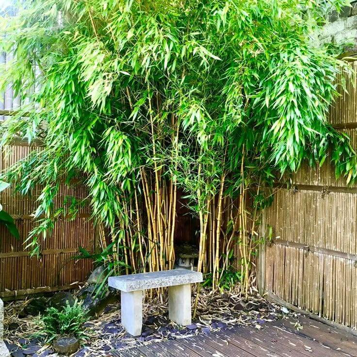Shade Tolerant Bamboo Seeds - Ornamental Bamboo Landscape Seeds