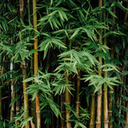Shade Tolerant Bamboo Seeds - Ornamental Bamboo Landscape Seeds