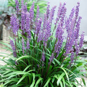 Shade Tolerant Seeds