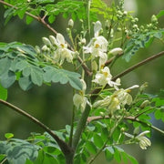 Benzoil Seeds, Moringa oleifera Herb Seeds