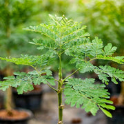 Benzoil Seeds, Moringa oleifera Herb Seeds