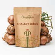 Shallot Seeds – Allium cepa var. aggregatum