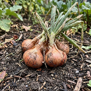Shallot Seeds – Allium cepa var. aggregatum