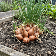 Shallot Seeds – Allium cepa var. aggregatum