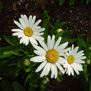Snow Lady Shasta Daisy Seeds