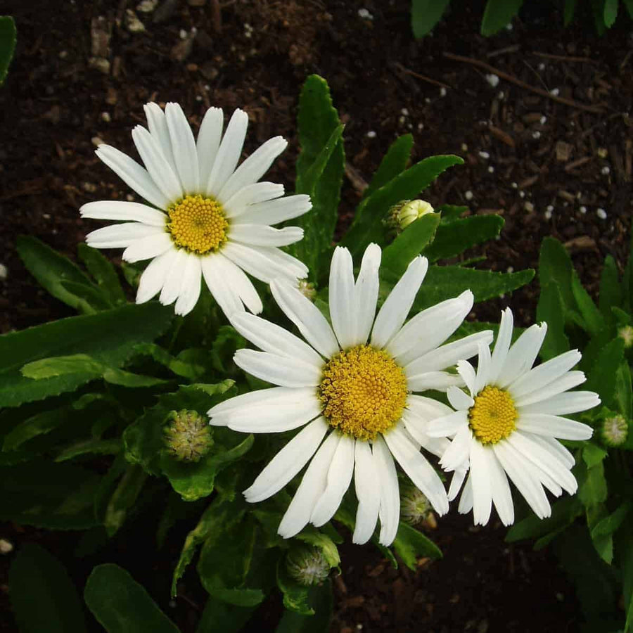 Snow Lady Shasta Daisy Seeds