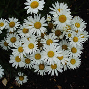 Snow Lady Shasta Daisy Seeds