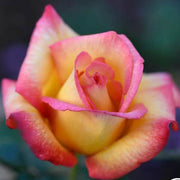 Light Pink Rosa spp. Seeds