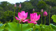 Lotus Seeds (Nelumbo nucifera)