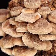 Shiitake Mushroom Seeds