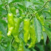 Shishito Pepper Seeds