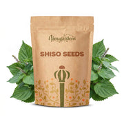 Shiso Seeds – Perilla frutescens