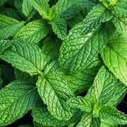 Mint Seeds - For Home Gardens Seeds