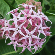 Showy Asclepias Speciosa Seeds, Herbal