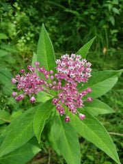 Milkweed Seeds – Asclepias spp.