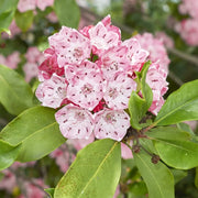 Shrub Mountain Laurel Seeds