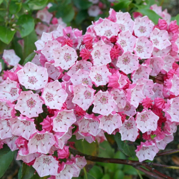 Shrub Mountain Laurel Seeds