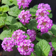 Shrub Verbena Seeds