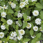 Shrub Verbena Seeds - Flower Plant