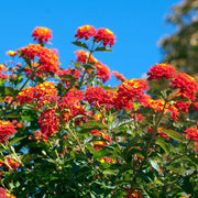 Shrub Verbena Seeds - Flower Plant