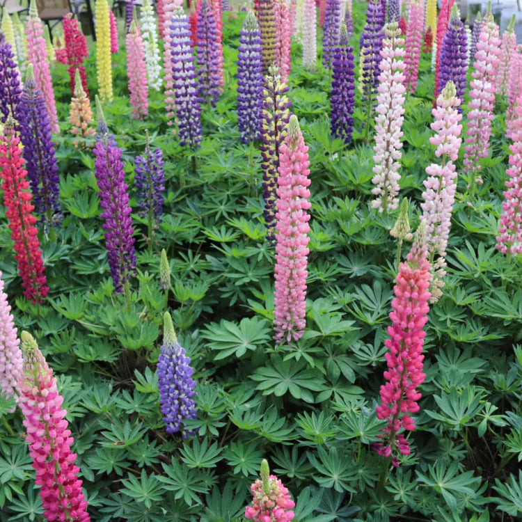 Wildflower Lupine Seeds