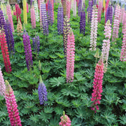 Wildflower Lupine Seeds