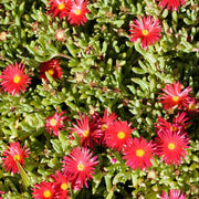 Red Ice Seeds