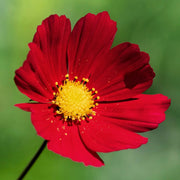 Bipinnatus Dazzler Cosmos Seeds